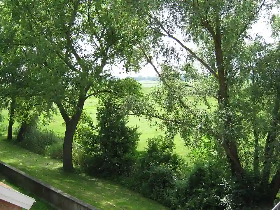 Blick aus dem Ortsamt im Sommer