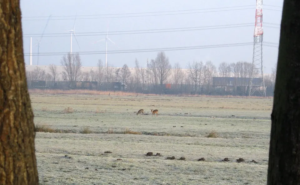 Rehe in der Stromer Feldmark