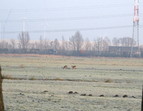 Rehe in der Stromer Feldmark