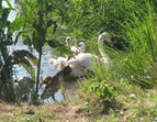 Schwan mit Küken im Graben