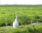 Schwan mit 5 Küken