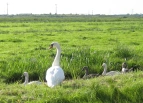 Schwan mit 5 Küken