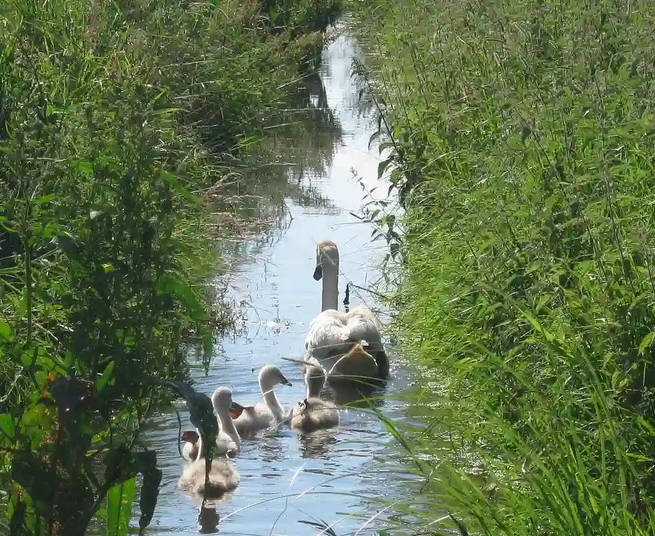 Schwan mit K&uuml;ken