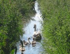 Schwan mit Küken